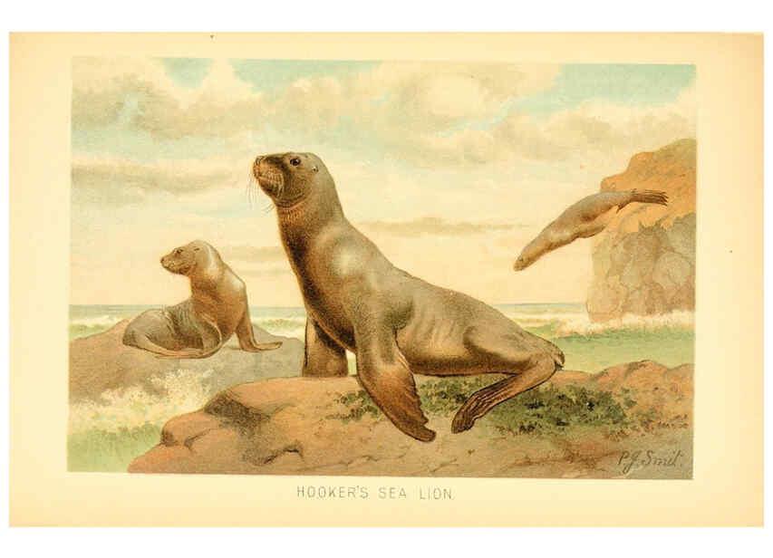 Reproducción/Reproduction 6103906808: The royal natural history. v2. sect.3 London,F. Warne,1893-1896