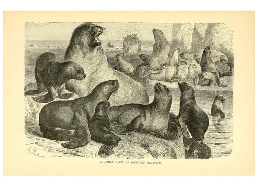 Reproducción/Reproduction 6103359395: The royal natural history. v2. sect.3 London,F. Warne,1893-1896