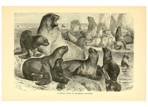 Reproducción/Reproduction 6103359395: The royal natural history. v2. sect.3 London,F. Warne,1893-1896