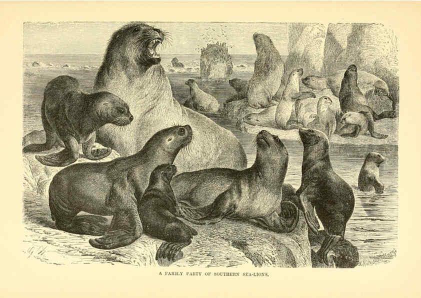 Reproducción/Reproduction 6103359395: The royal natural history. v2. sect.3 London,F. Warne,1893-1896