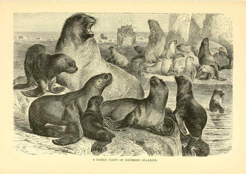 Reproducción/Reproduction 6103359395: The royal natural history. v2. sect.3 London,F. Warne,1893-1896