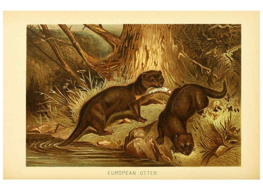 Reproducción/Reproduction 6103906382: The royal natural history. v2. sect.3 London,F. Warne,1893-1896