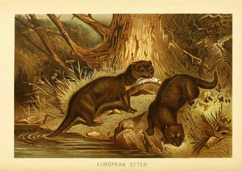 Reproducción/Reproduction 6103906382: The royal natural history. v2. sect.3 London,F. Warne,1893-1896
