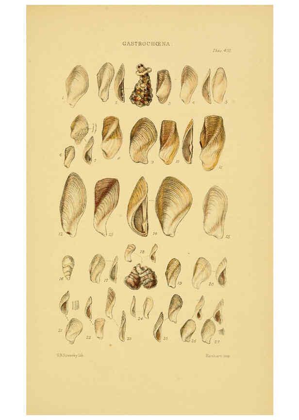 Reproducción/Reproduction 6102853163: Thesaurus conchyliorum, or, Monographs of genera of shells v.5 plates. London :Sowerby ...,1847-1887