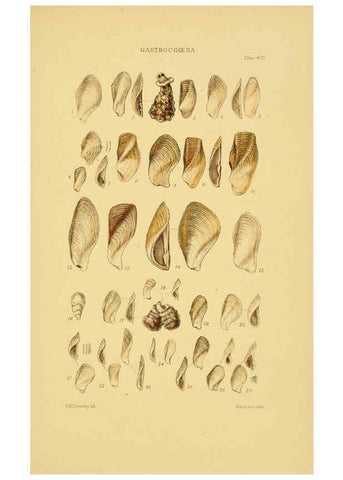 Reproducción/Reproduction 6102853163: Thesaurus conchyliorum, or, Monographs of genera of shells v.5 plates. London :Sowerby ...,1847-1887