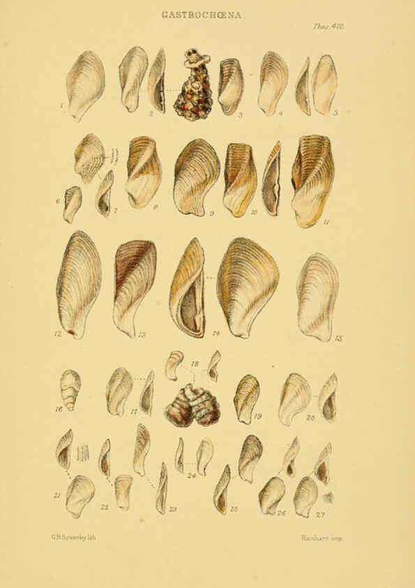 Reproducción/Reproduction 6102853163: Thesaurus conchyliorum, or, Monographs of genera of shells v.5 plates. London :Sowerby ...,1847-1887