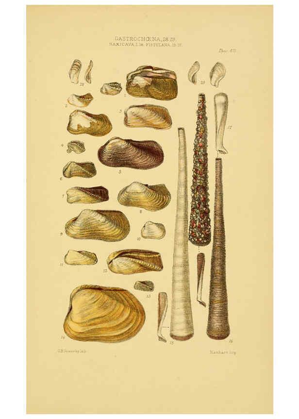 Reproducción/Reproduction 6103399594: Thesaurus conchyliorum, or, Monographs of genera of shells v.5 plates. London :Sowerby ...,1847-1887