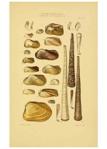 Reproducción/Reproduction 6103399594: Thesaurus conchyliorum, or, Monographs of genera of shells v.5 plates. London :Sowerby ...,1847-1887