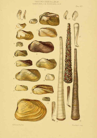 Reproducción/Reproduction 6103399594: Thesaurus conchyliorum, or, Monographs of genera of shells v.5 plates. London :Sowerby ...,1847-1887