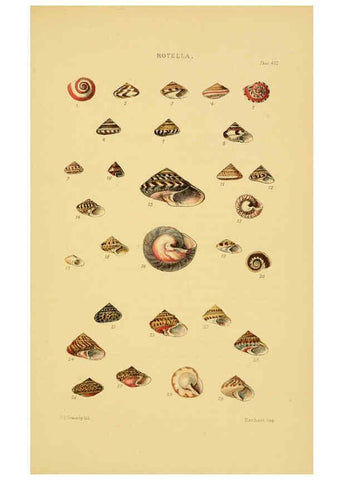 Reproducción/Reproduction 6102853527: Thesaurus conchyliorum, or, Monographs of genera of shells v.5 plates. London :Sowerby ...,1847-1887