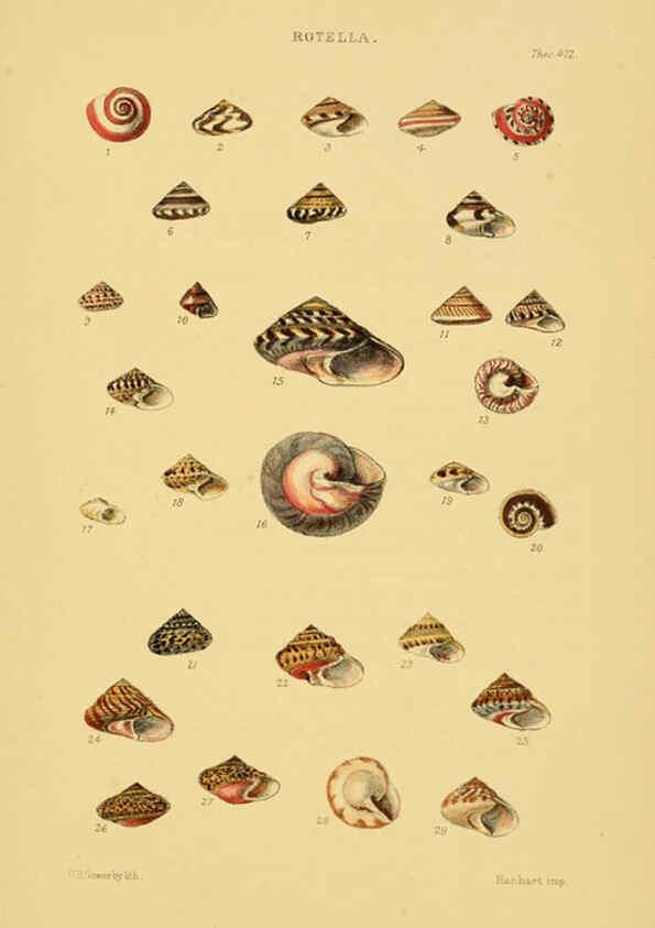 Reproducción/Reproduction 6102853527: Thesaurus conchyliorum, or, Monographs of genera of shells v.5 plates. London :Sowerby ...,1847-1887