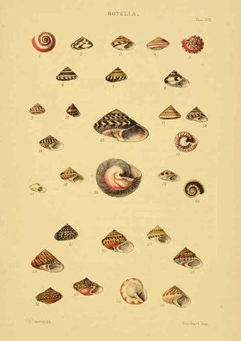 Reproducción/Reproduction 6102853527: Thesaurus conchyliorum, or, Monographs of genera of shells v.5 plates. London :Sowerby ...,1847-1887