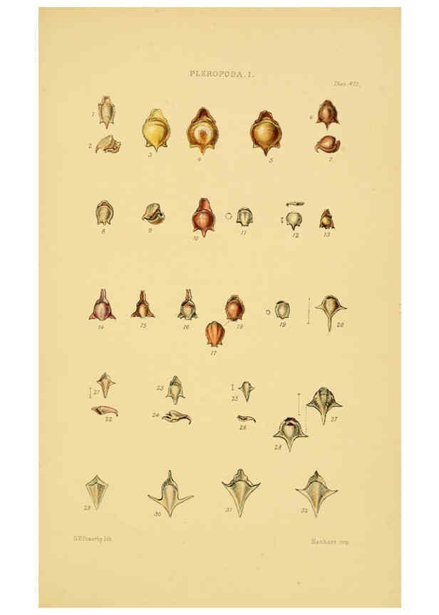 Reproducción/Reproduction 6102853731: Thesaurus conchyliorum, or, Monographs of genera of shells v.5 plates. London :Sowerby ...,1847-1887