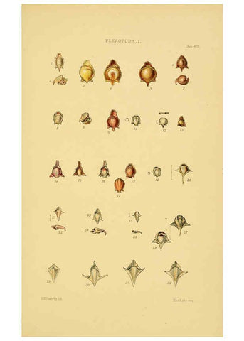 Reproducción/Reproduction 6102853731: Thesaurus conchyliorum, or, Monographs of genera of shells v.5 plates. London :Sowerby ...,1847-1887