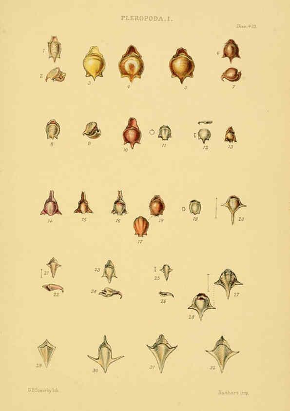 Reproducción/Reproduction 6102853731: Thesaurus conchyliorum, or, Monographs of genera of shells v.5 plates. London :Sowerby ...,1847-1887