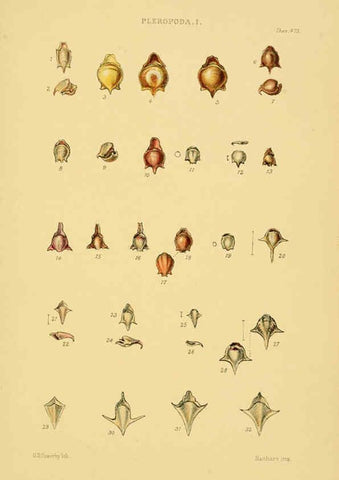 Reproducción/Reproduction 6102853731: Thesaurus conchyliorum, or, Monographs of genera of shells v.5 plates. London :Sowerby ...,1847-1887
