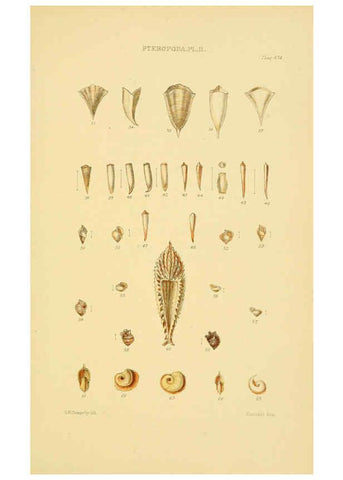 Reproducción/Reproduction 6103400276: Thesaurus conchyliorum, or, Monographs of genera of shells v.5 plates. London :Sowerby ...,1847-1887