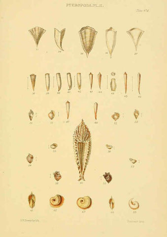 Reproducción/Reproduction 6103400276: Thesaurus conchyliorum, or, Monographs of genera of shells v.5 plates. London :Sowerby ...,1847-1887