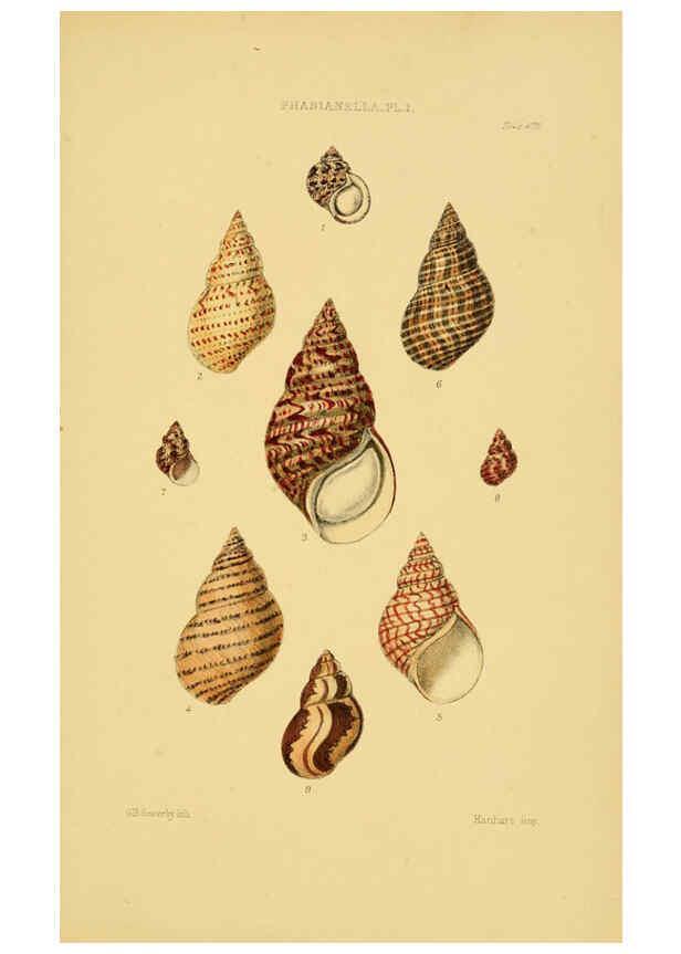 Reproducción/Reproduction 6102854357: Thesaurus conchyliorum, or, Monographs of genera of shells v.5 plates. London :Sowerby ...,1847-1887