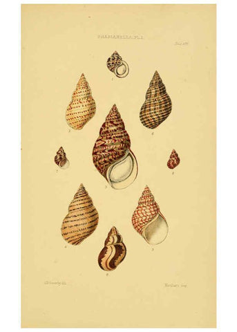 Reproducción/Reproduction 6102854357: Thesaurus conchyliorum, or, Monographs of genera of shells v.5 plates. London :Sowerby ...,1847-1887