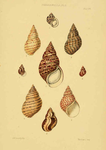 Reproducción/Reproduction 6102854357: Thesaurus conchyliorum, or, Monographs of genera of shells v.5 plates. London :Sowerby ...,1847-1887