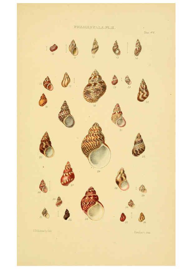 Reproducción/Reproduction 6102854573: Thesaurus conchyliorum, or, Monographs of genera of shells v.5 plates. London :Sowerby ...,1847-1887
