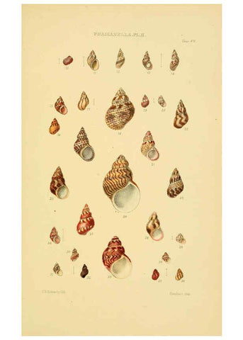 Reproducción/Reproduction 6102854573: Thesaurus conchyliorum, or, Monographs of genera of shells v.5 plates. London :Sowerby ...,1847-1887