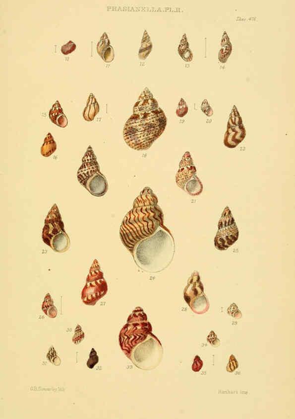 Reproducción/Reproduction 6102854573: Thesaurus conchyliorum, or, Monographs of genera of shells v.5 plates. London :Sowerby ...,1847-1887