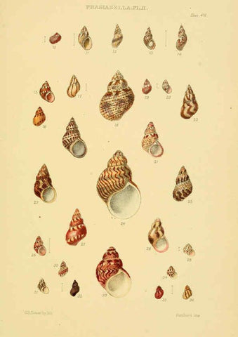 Reproducción/Reproduction 6102854573: Thesaurus conchyliorum, or, Monographs of genera of shells v.5 plates. London :Sowerby ...,1847-1887
