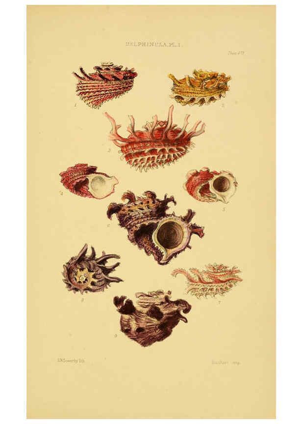 Reproducción/Reproduction 6102854811: Thesaurus conchyliorum, or, Monographs of genera of shells v.5 plates. London :Sowerby ...,1847-1887