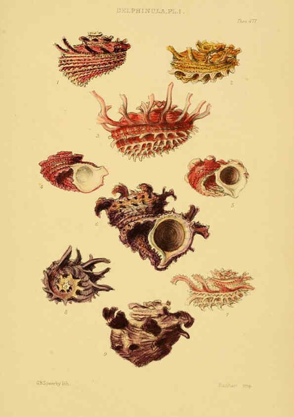 Reproducción/Reproduction 6102854811: Thesaurus conchyliorum, or, Monographs of genera of shells v.5 plates. London :Sowerby ...,1847-1887