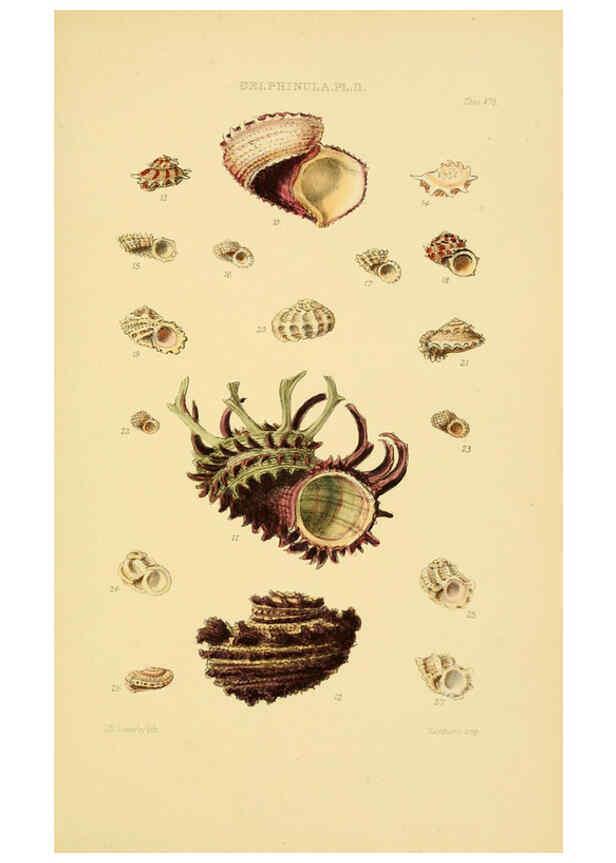 Reproducción/Reproduction 6103401182: Thesaurus conchyliorum, or, Monographs of genera of shells v.5 plates. London :Sowerby ...,1847-1887
