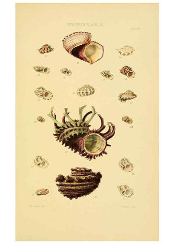Reproducción/Reproduction 6103401182: Thesaurus conchyliorum, or, Monographs of genera of shells v.5 plates. London :Sowerby ...,1847-1887