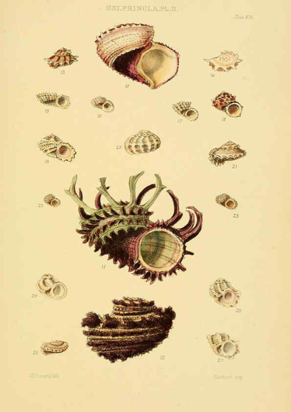 Reproducción/Reproduction 6103401182: Thesaurus conchyliorum, or, Monographs of genera of shells v.5 plates. London :Sowerby ...,1847-1887