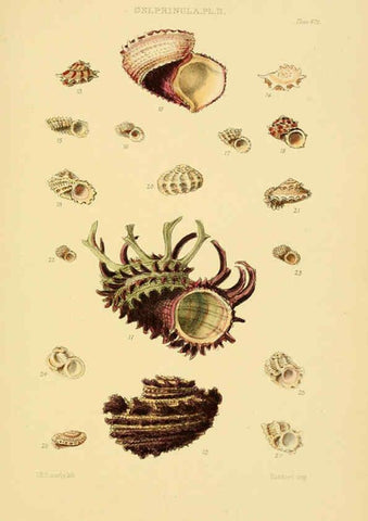 Reproducción/Reproduction 6103401182: Thesaurus conchyliorum, or, Monographs of genera of shells v.5 plates. London :Sowerby ...,1847-1887