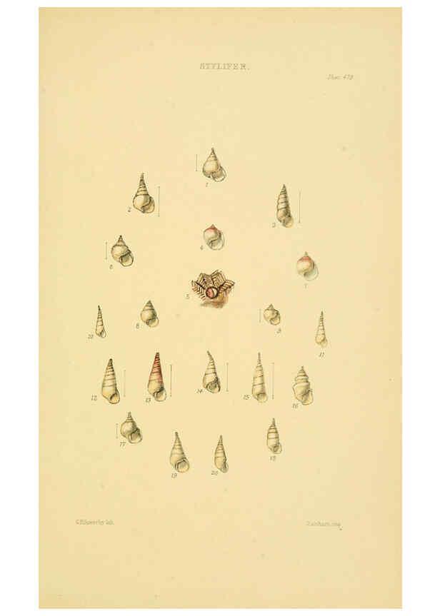 Reproducción/Reproduction 6103401356: Thesaurus conchyliorum, or, Monographs of genera of shells v.5 plates. London :Sowerby ...,1847-1887