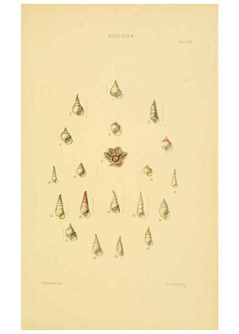 Reproducción/Reproduction 6103401356: Thesaurus conchyliorum, or, Monographs of genera of shells v.5 plates. London :Sowerby ...,1847-1887