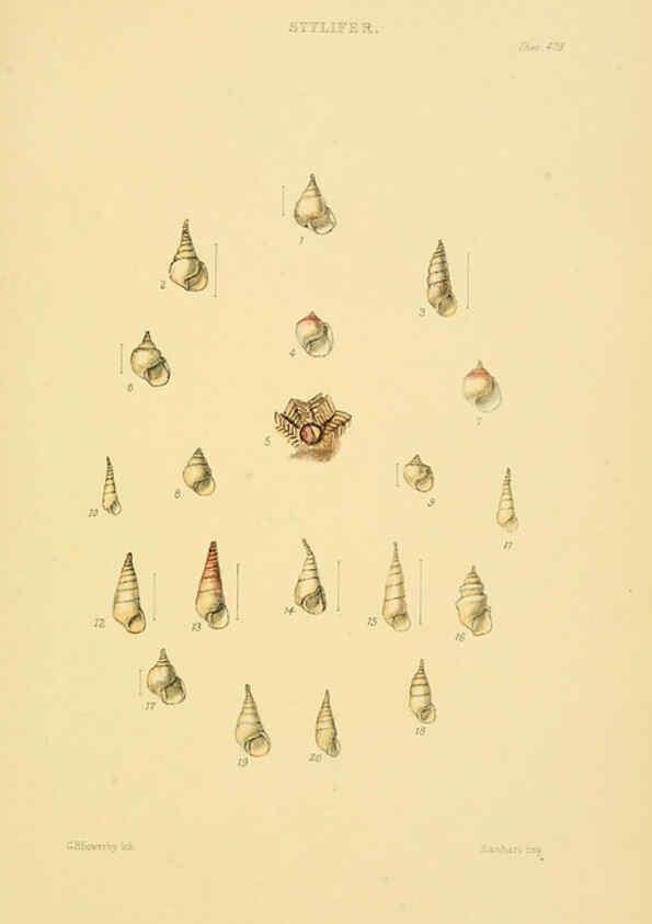Reproducción/Reproduction 6103401356: Thesaurus conchyliorum, or, Monographs of genera of shells v.5 plates. London :Sowerby ...,1847-1887