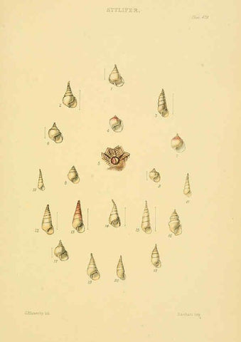 Reproducción/Reproduction 6103401356: Thesaurus conchyliorum, or, Monographs of genera of shells v.5 plates. London :Sowerby ...,1847-1887