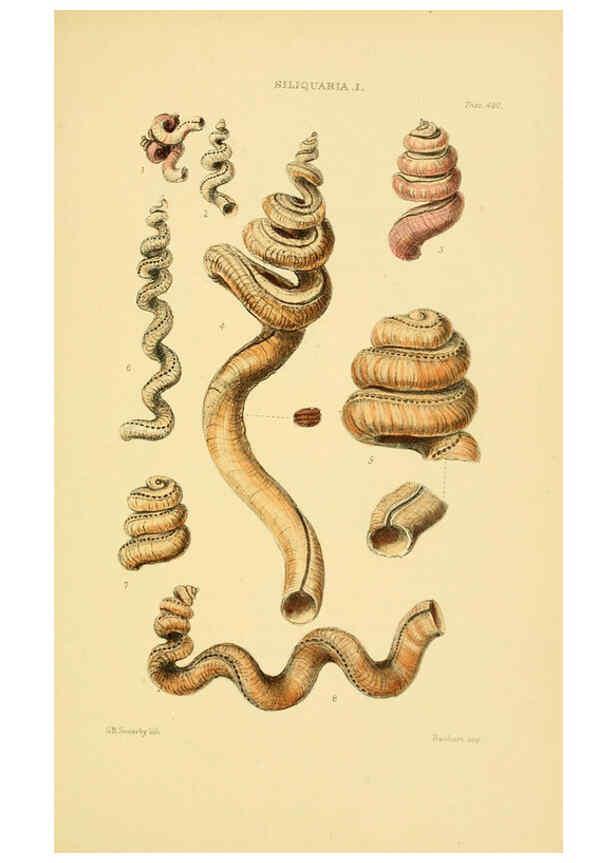 Reproducción/Reproduction 6103401612: Thesaurus conchyliorum, or, Monographs of genera of shells v.5 plates. London :Sowerby ...,1847-1887