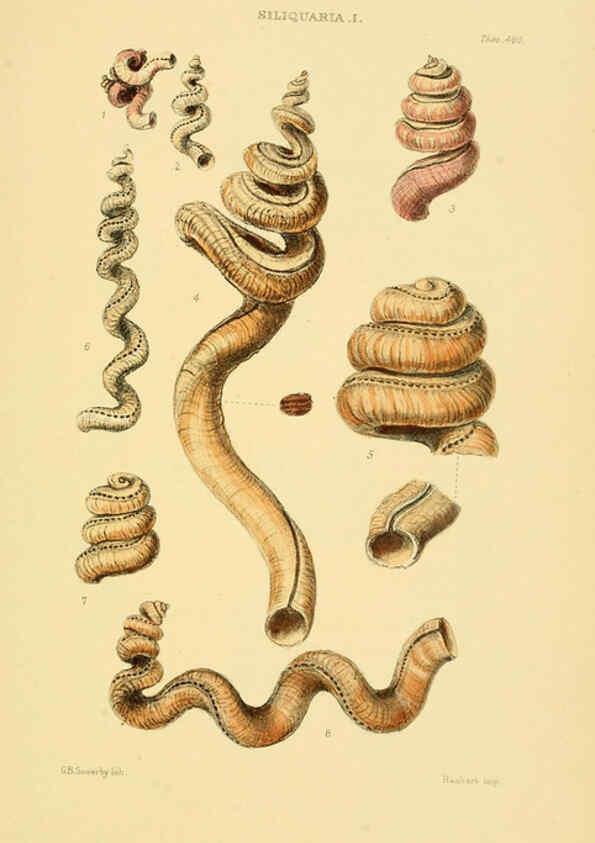 Reproducción/Reproduction 6103401612: Thesaurus conchyliorum, or, Monographs of genera of shells v.5 plates. London :Sowerby ...,1847-1887