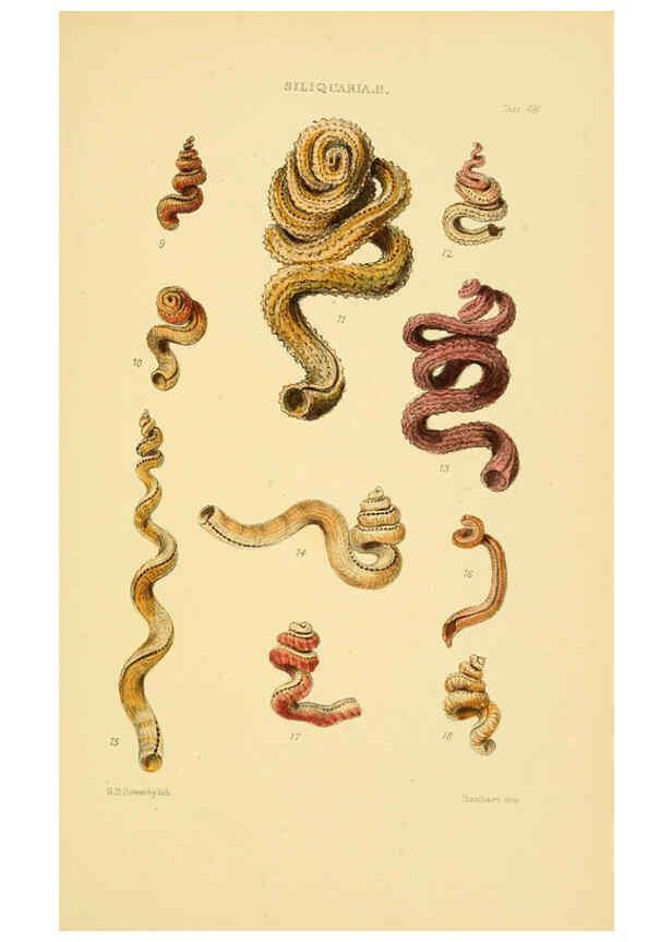 Reproducción/Reproduction 6102855581: Thesaurus conchyliorum, or, Monographs of genera of shells v.5 plates. London :Sowerby ...,1847-1887