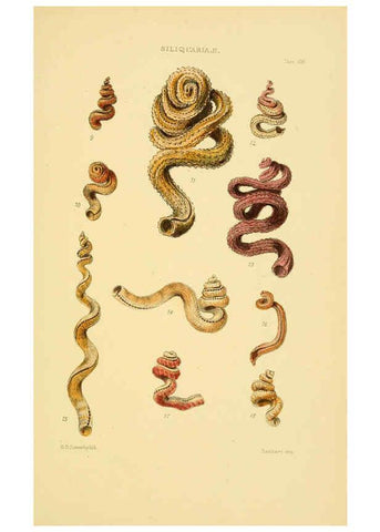 Reproducción/Reproduction 6102855581: Thesaurus conchyliorum, or, Monographs of genera of shells v.5 plates. London :Sowerby ...,1847-1887