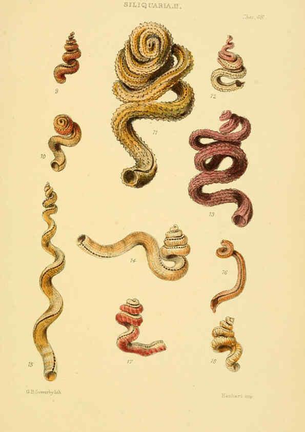 Reproducción/Reproduction 6102855581: Thesaurus conchyliorum, or, Monographs of genera of shells v.5 plates. London :Sowerby ...,1847-1887