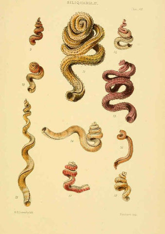 Reproducción/Reproduction 6102855581: Thesaurus conchyliorum, or, Monographs of genera of shells v.5 plates. London :Sowerby ...,1847-1887