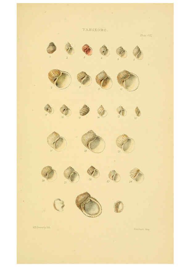 Reproducción/Reproduction 6102855849: Thesaurus conchyliorum, or, Monographs of genera of shells v.5 plates. London :Sowerby ...,1847-1887