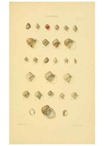 Reproducción/Reproduction 6102855849: Thesaurus conchyliorum, or, Monographs of genera of shells v.5 plates. London :Sowerby ...,1847-1887