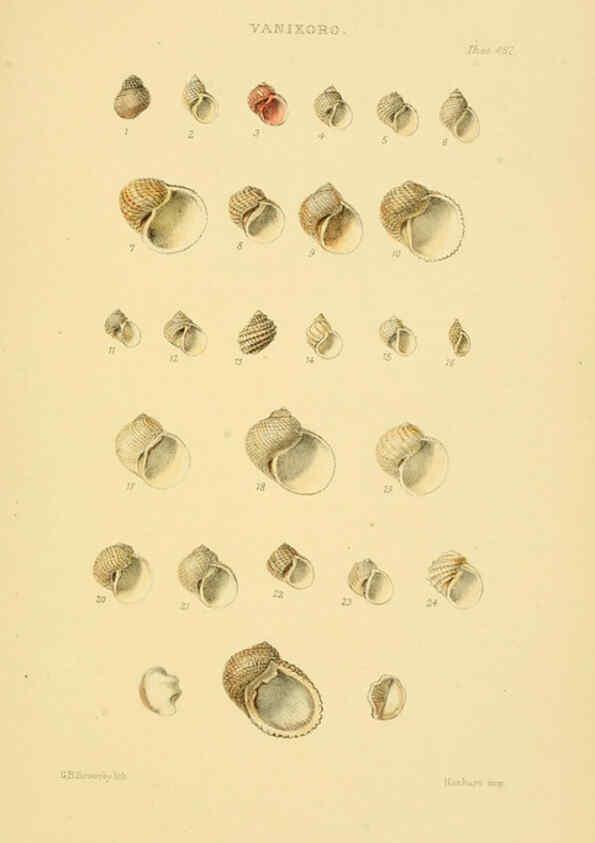 Reproducción/Reproduction 6102855849: Thesaurus conchyliorum, or, Monographs of genera of shells v.5 plates. London :Sowerby ...,1847-1887