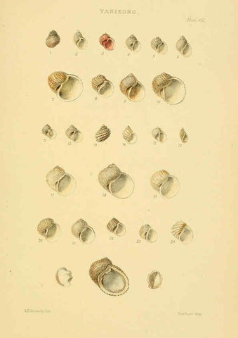Reproducción/Reproduction 6102855849: Thesaurus conchyliorum, or, Monographs of genera of shells v.5 plates. London :Sowerby ...,1847-1887