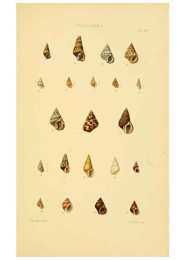 Reproducción/Reproduction 6103402398: Thesaurus conchyliorum, or, Monographs of genera of shells v.5 plates. London :Sowerby ...,1847-1887